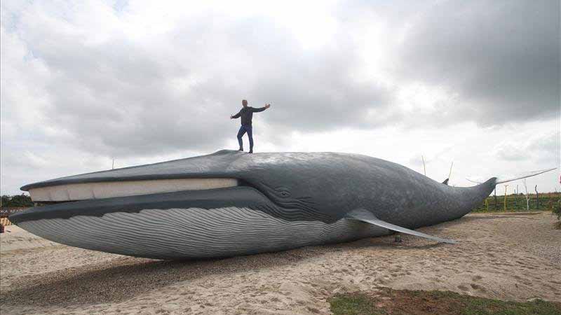 Сколько кит размер. Самый большой кит Размеры. Самый большой кит в мире.